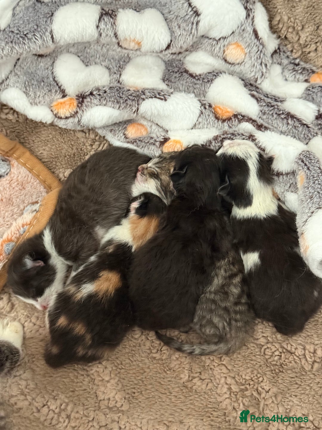 Domestic Shorthair cats for sale: 8 Bundles of joy - Image 3