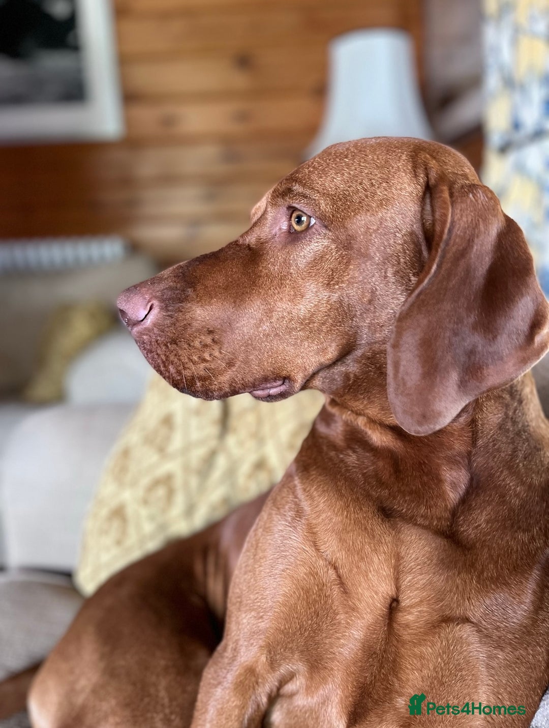Hungarian Vizsla dogs for stud: KC registered, World Champion blood line stud.  in Horsham - Advert 11