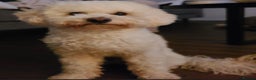 Poochon dogs for sale: Loving home needed for fully vaccinated Poochon - Advert 2