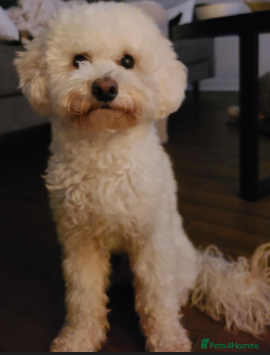 Poochon dogs for sale: Loving home needed for fully vaccinated Poochon - Advert 2