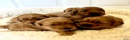 Cockapoo dogs for sale: Gorgeous F1 PRA clear Toy Cockapoo puppies - Advert 7