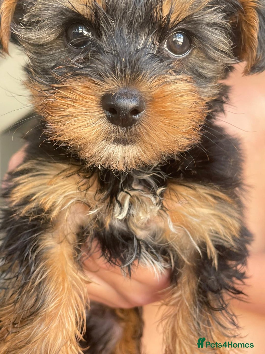 Yorkshire Terrier dogs for sale: 💖one beautiful tiny girl left 💖 - Image 6