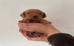 Labrador Retriever dogs for sale: KC Reg Fox Red Labrador Pups from Working Parents - Image 10