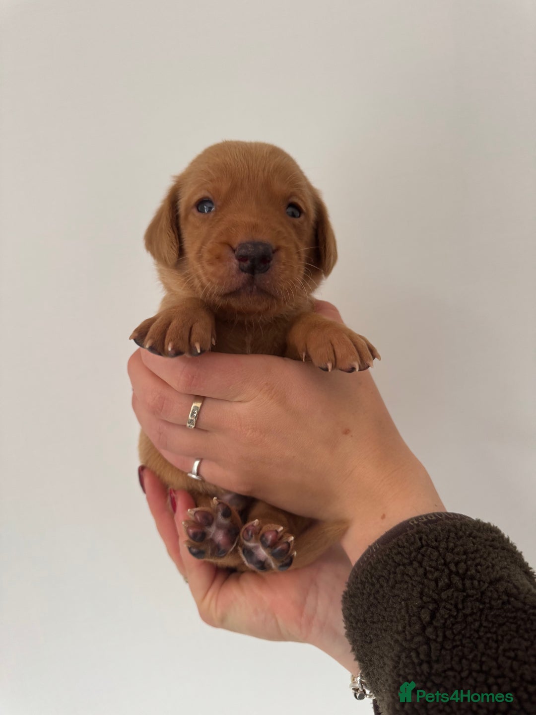 Labrador Retriever dogs for sale: KC Reg Fox Red Labrador Pups from Working Parents - Image 10