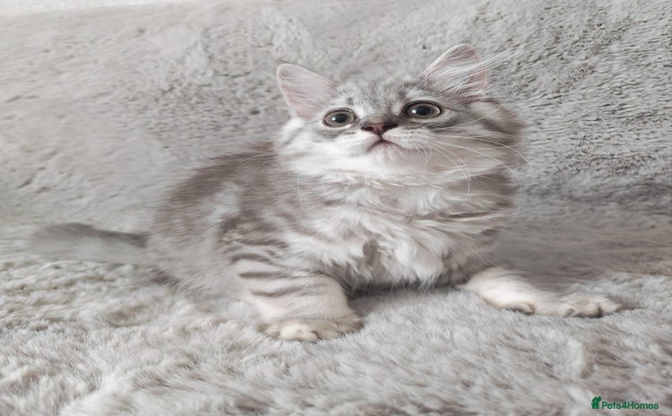 British Shorthair cats - Advert 15
