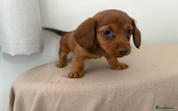 Miniature Dachshund dogs for sale: Red miniature Dachsund’s  - Image 4