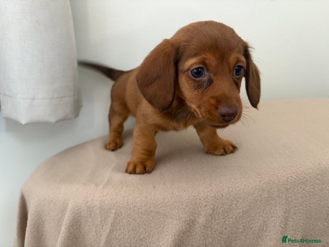 Miniature Dachshund dogs for sale: Red miniature Dachsund’s  - Image 4