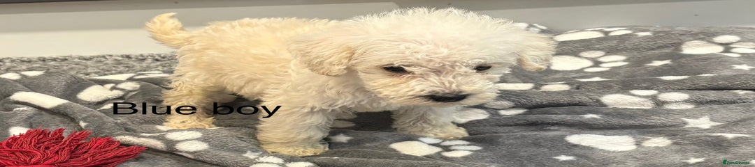 Cockapoo Puppy 2