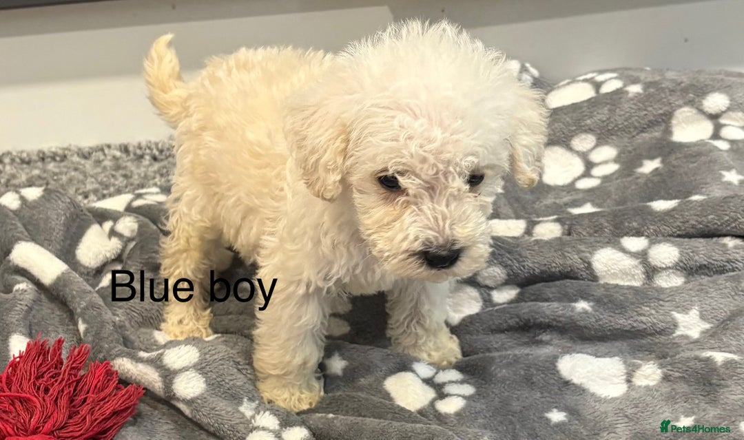 Cockapoo dogs for sale: F1B cockapoo - Image 6