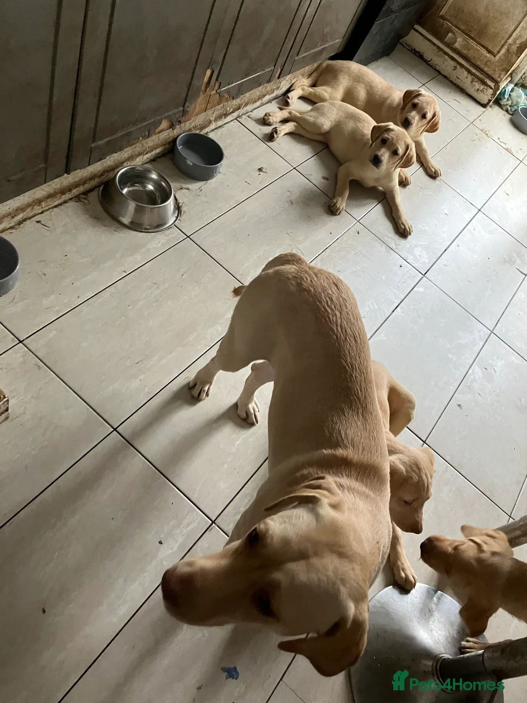 Labrador Retriever dogs for sale: Gorgeous Labrador puppies for sale. - Advert 7