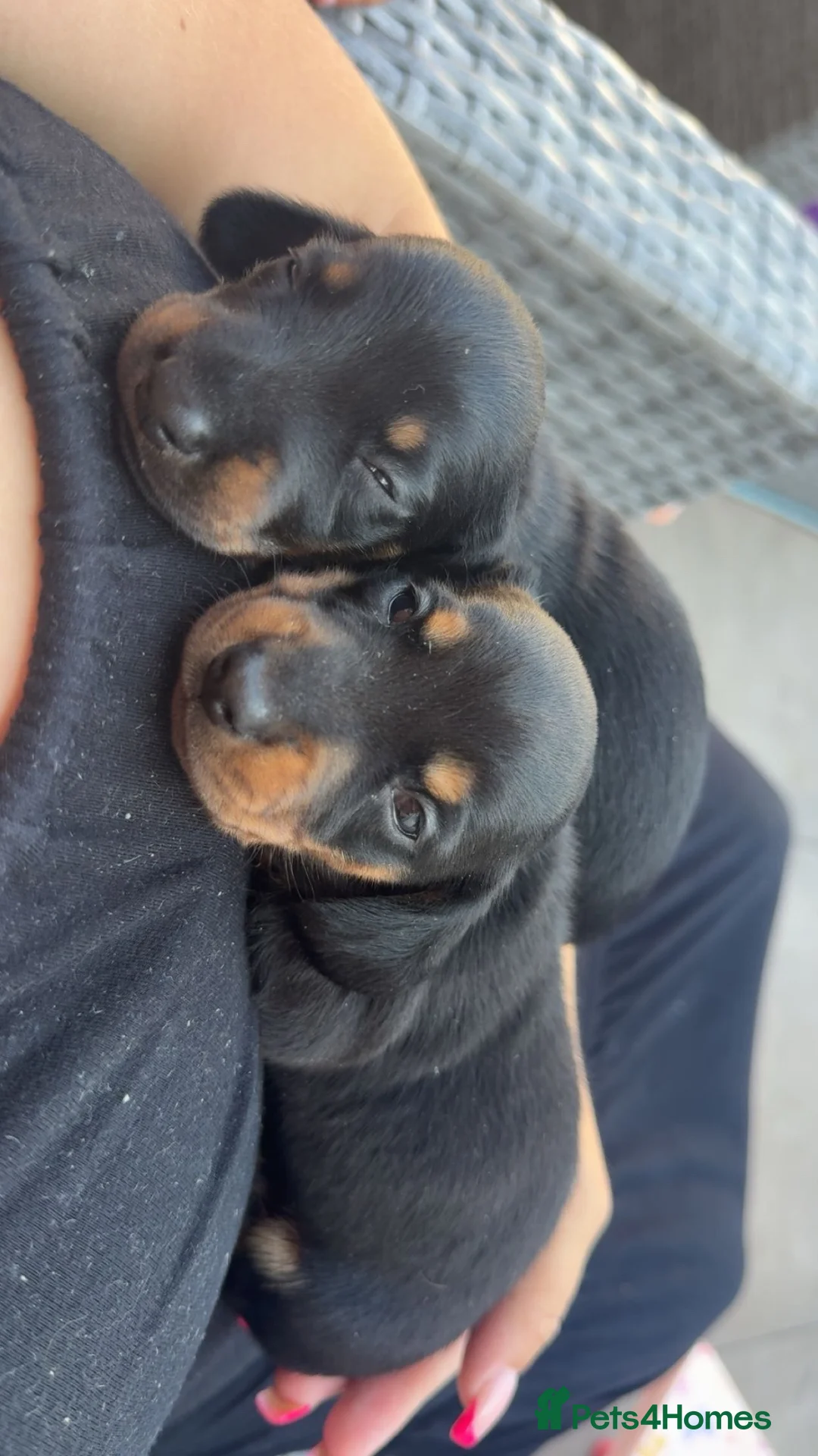 Miniature Dachshund dogs for sale: Mini dachshunds  - Advert 4