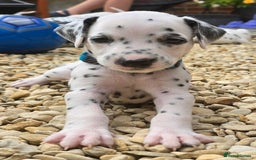 Dalmatian dogs for sale: Ready to leave 17th august in Banbury - Image 15