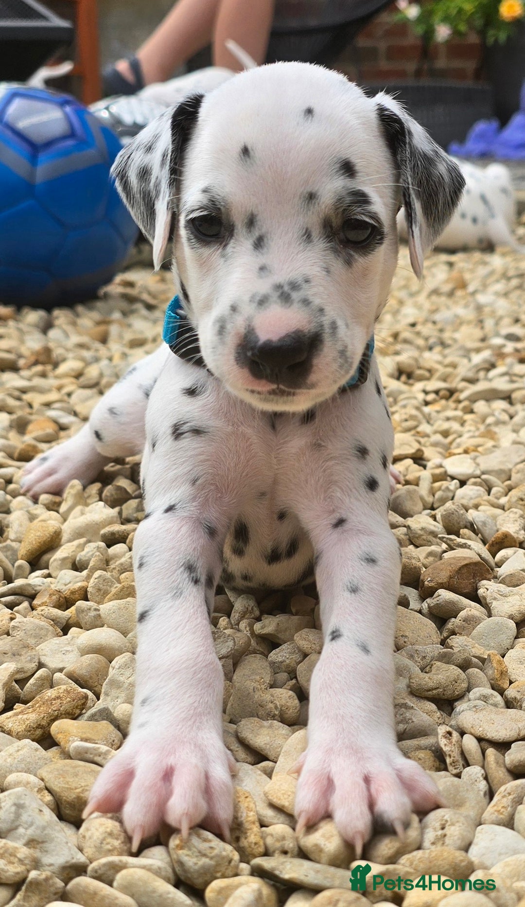 Dalmatian dogs for sale: Ready to leave 17th august in Banbury - Image 15