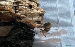 Tarantulas invertebrates for sale: Tarantula  - Image 3