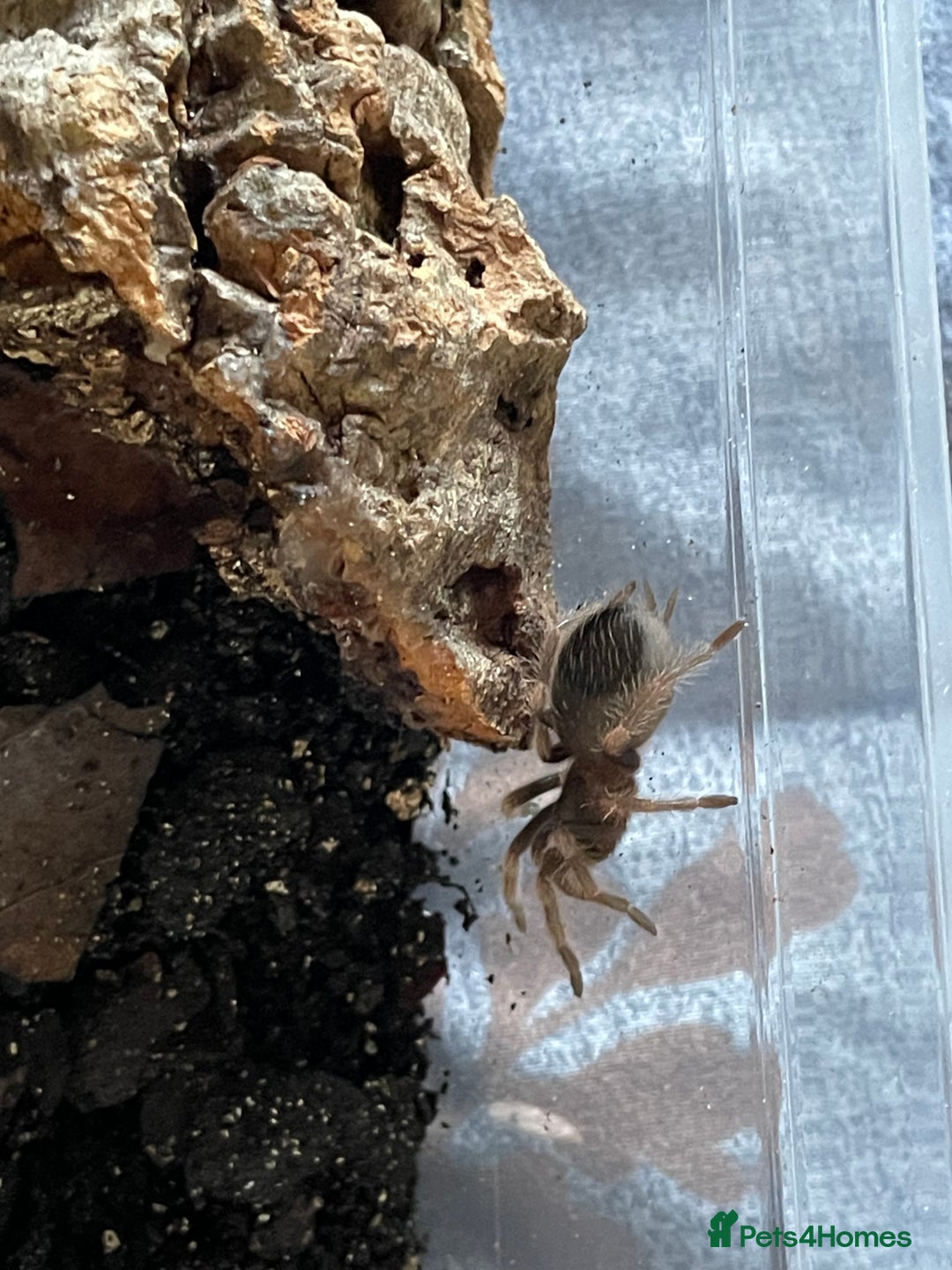 Tarantulas invertebrates for sale: Tarantula  - Image 3