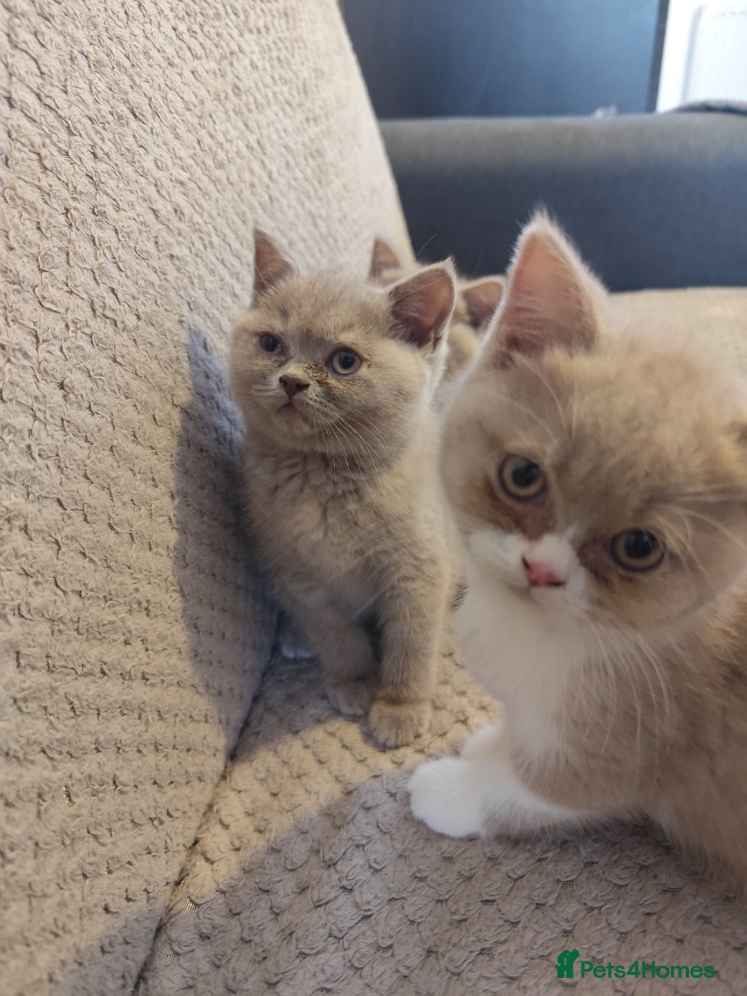 British Shorthair cats for sale: READY NOW Beautiful British Shorthair Kittens - Image 3