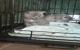 Persian cats for sale: Beautiful Kittens - Advert 2
