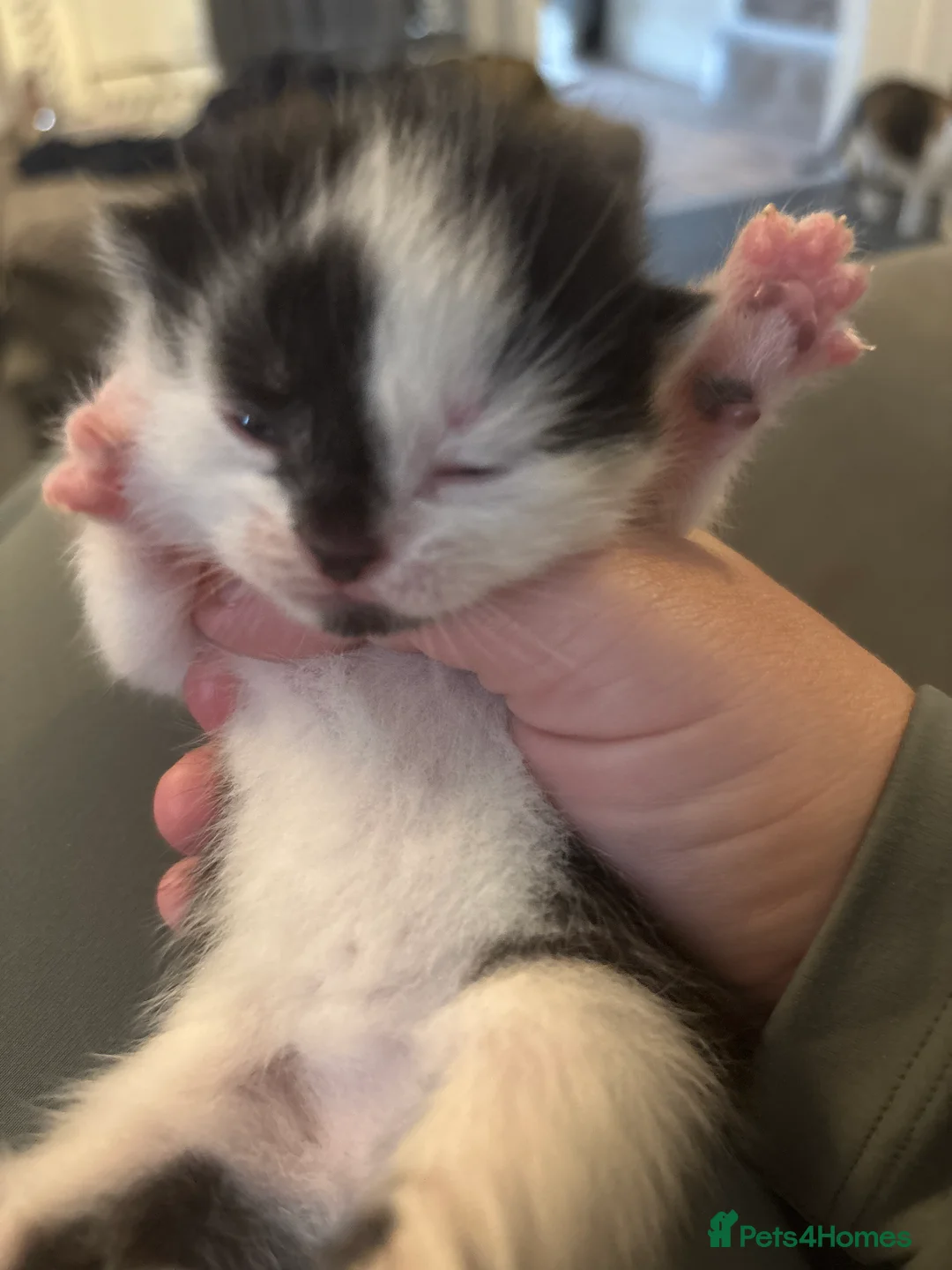 Mixed Breed cats for sale: Calico mixed breed kittens  - Advert 4