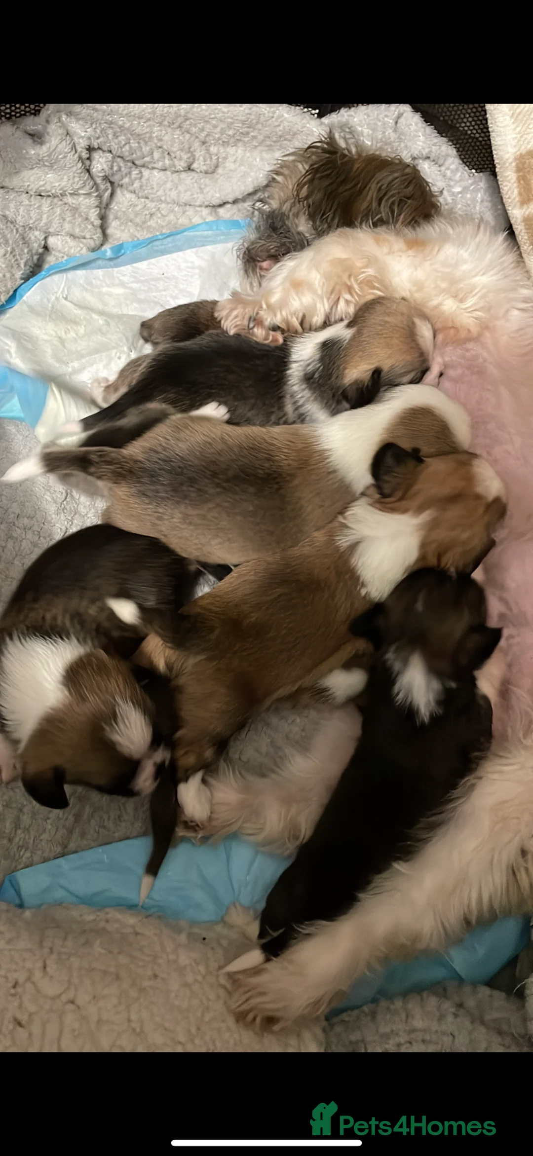Mixed Breed dogs for sale: Shih-tzu x Chihuahua puppies - Advert 6