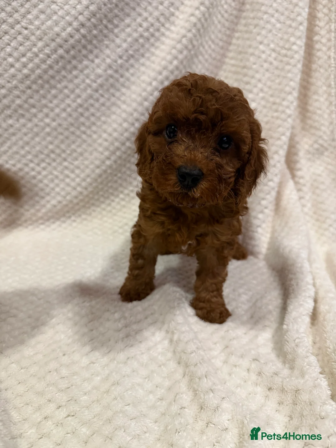 Cavapoo dogs for sale: FB1 Cavapoo - Advert 9