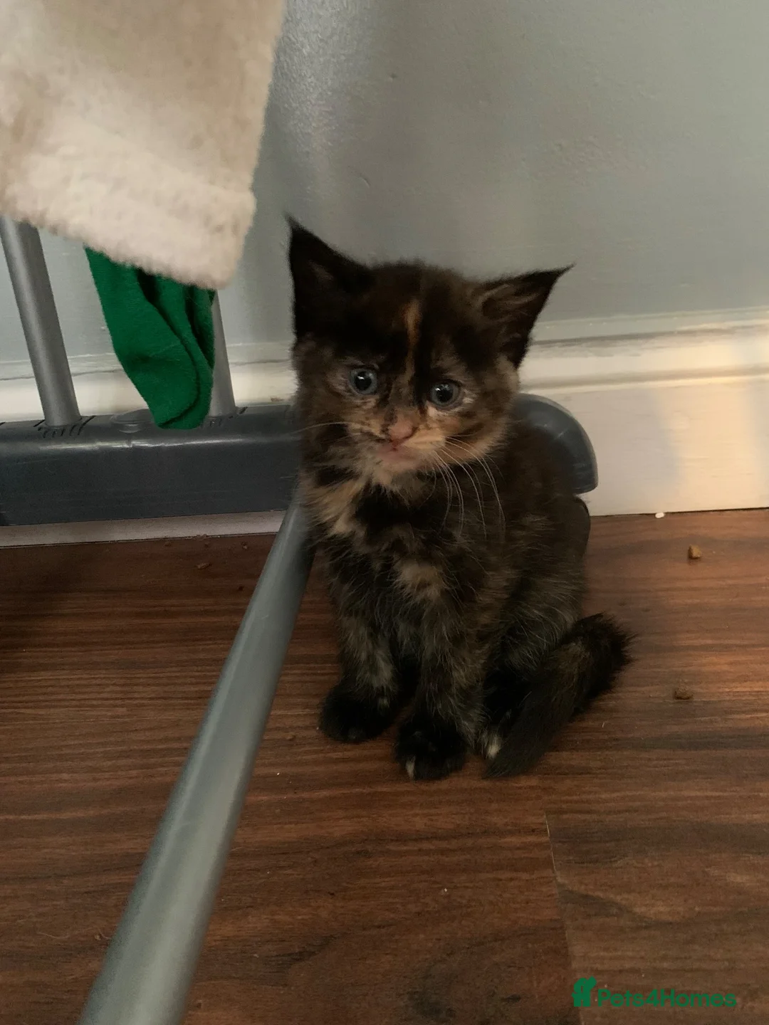 Mixed Breed cats for sale: Kittens Ready For New Home in Norwich - Advert 2