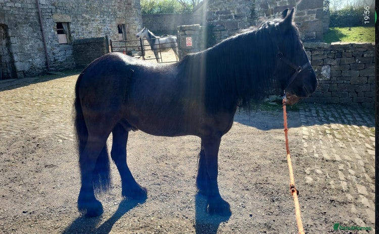 Dales horses - Advert 9