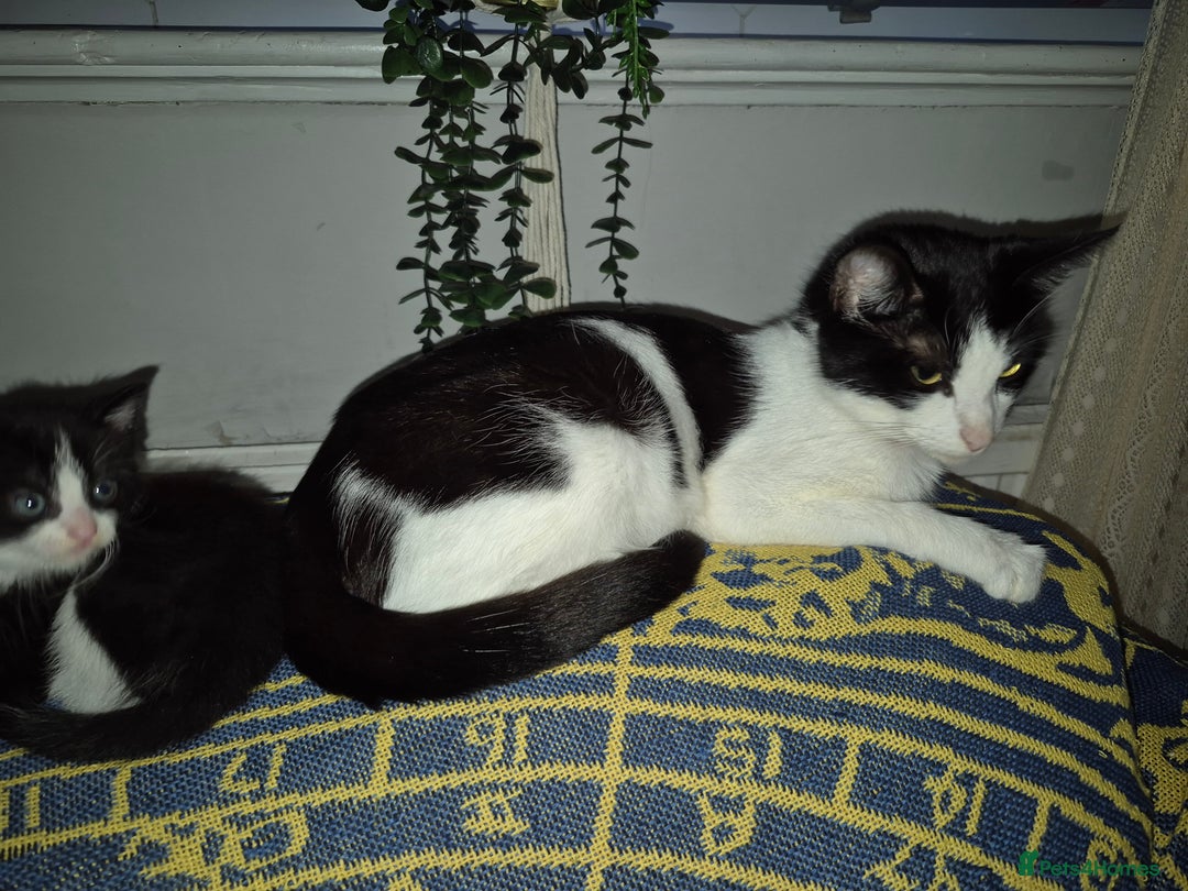 Mixed Breed cats for sale: 3 beautiful mixed breed kittens - Advert 1