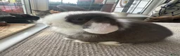 Mini Lop rabbits for sale: Mini lops babies  - Advert 8