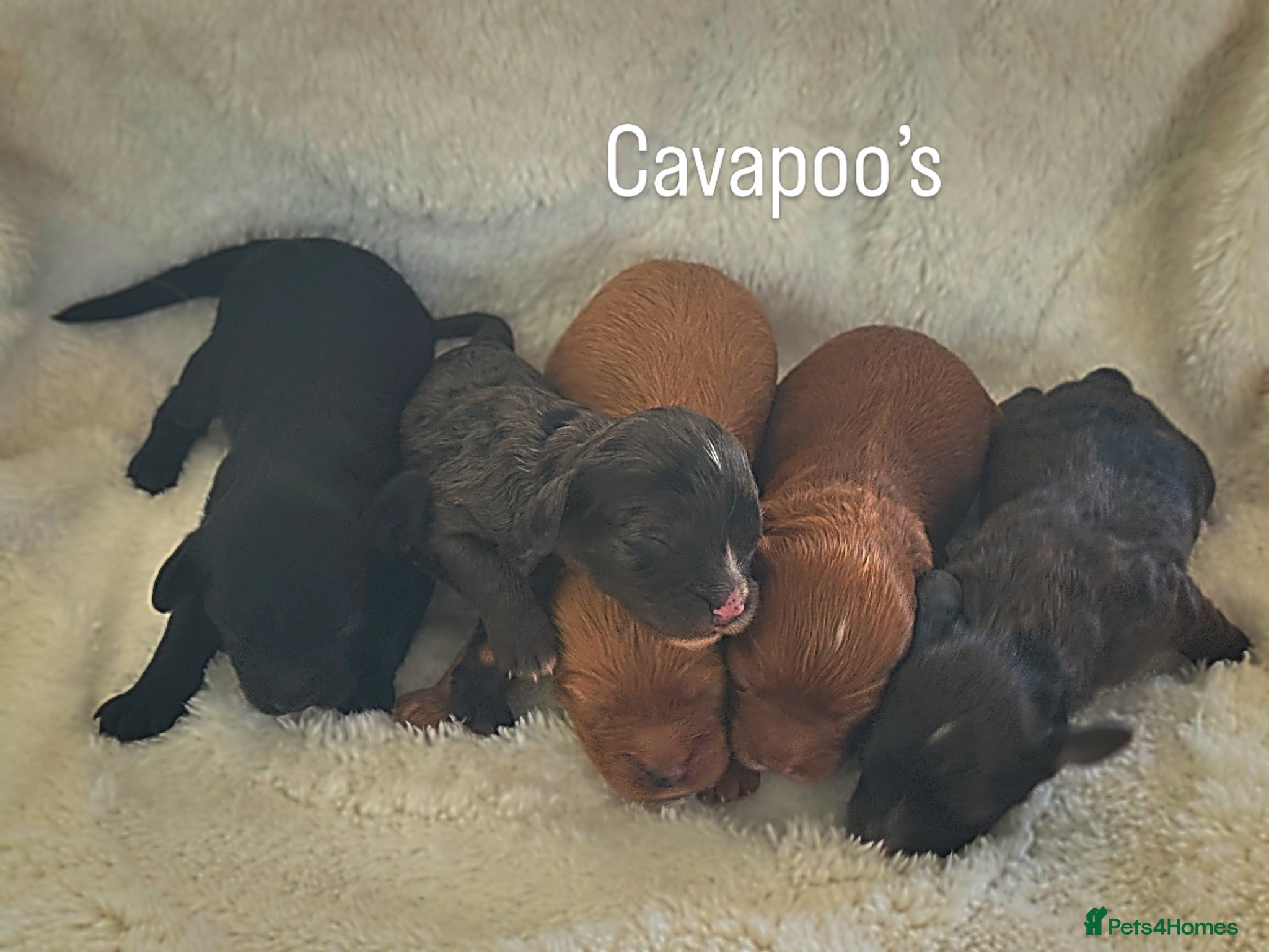 Cavapoo dogs F1 Cavapoo’s with Merles  - Advert 1