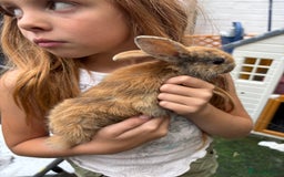 Mixed Breed rabbits for sale: 4 baby rabbits for sale.  - Image 4