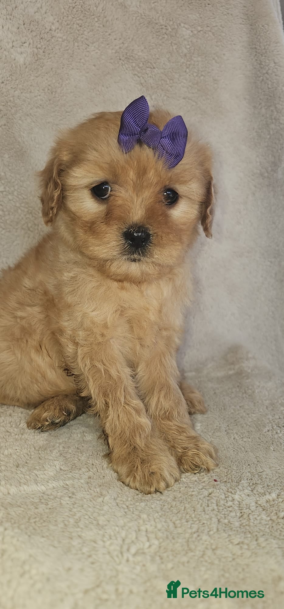 Cavapoochon dogs Only this beautiful girl available now  - Advert 16