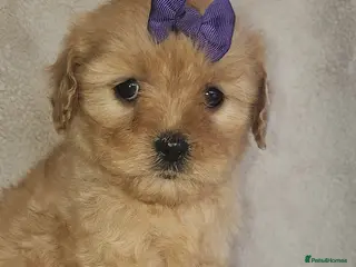 Cavapoochon dogs Only this beautiful girl available now - Advert 17