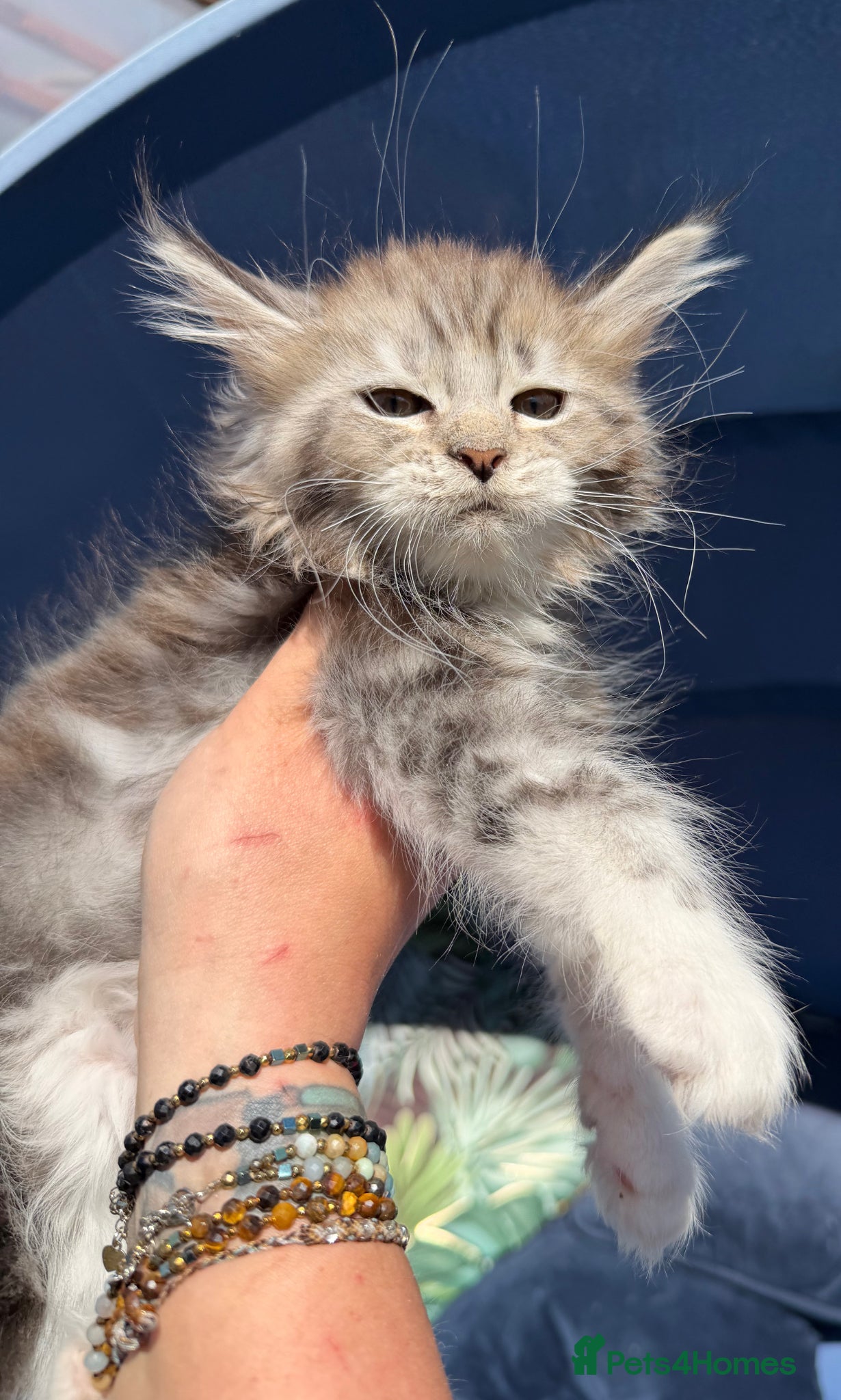 Maine Coon cats Maine Coons with Tests, Papers, Vet Checks & Vacc. - Advert 18