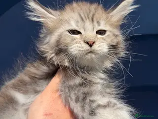 Maine Coon cats Maine Coons with Tests, Papers, Vet Checks & Vacc. - Advert 2