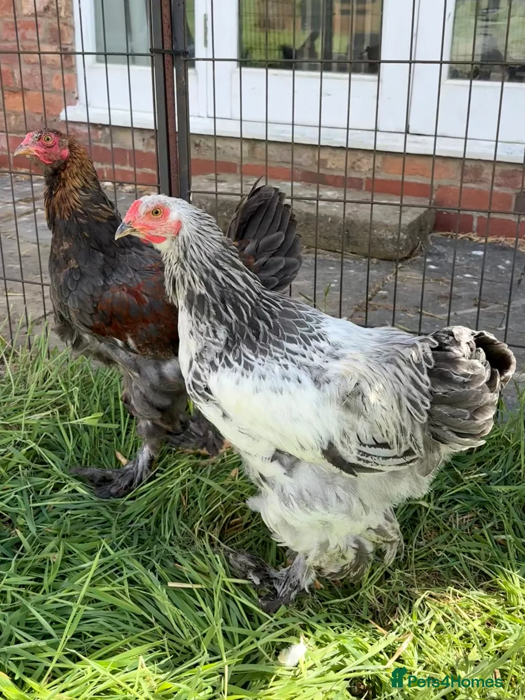 Chickens poultry for sale: Large Fowl Brahma Cockerels Mixed Colours - Advert 6