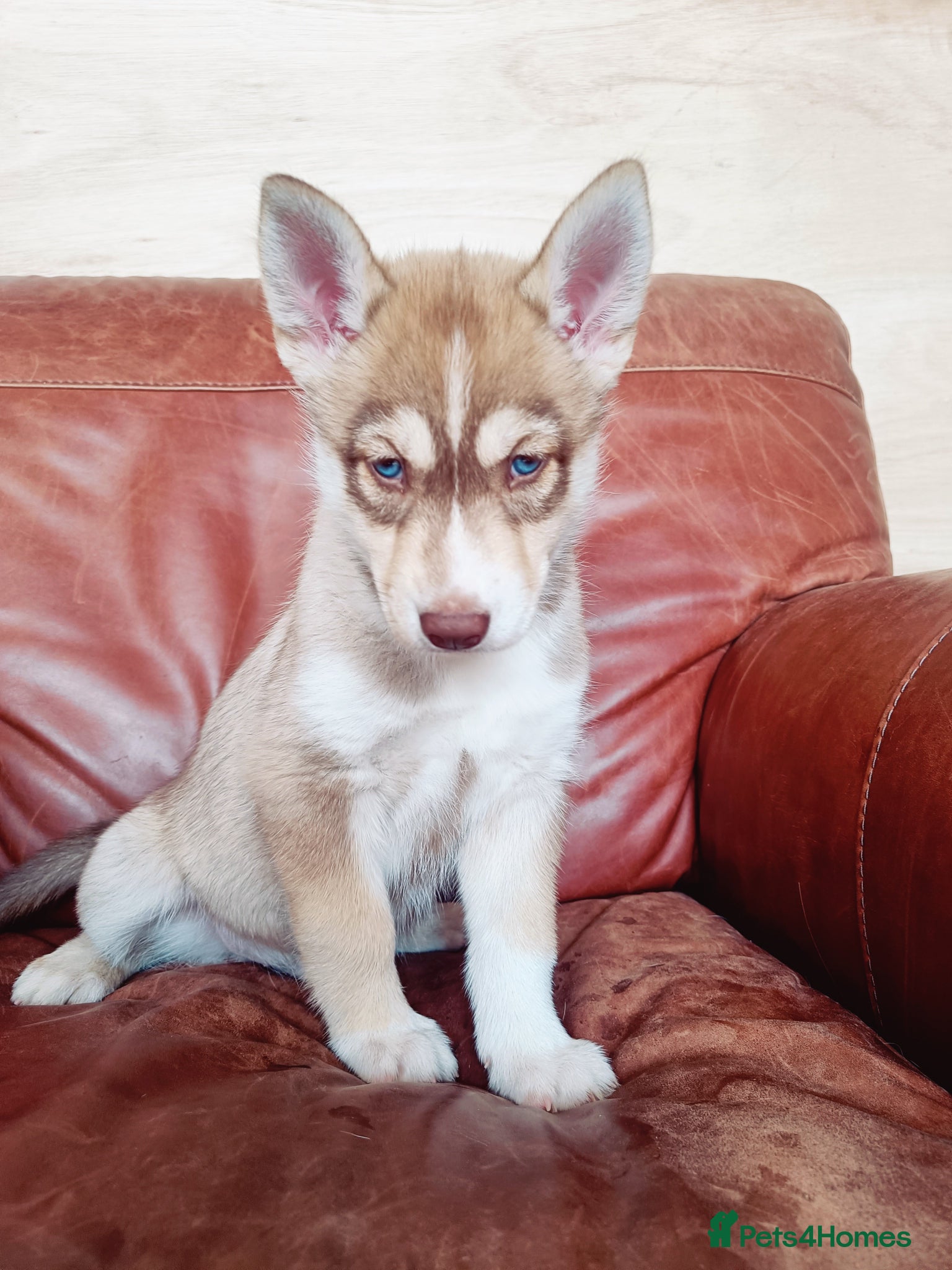 Siberian Husky dogs Beautiful litter of Siberian Huskies - Advert 1