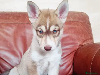 Siberian Husky dogs Beautiful litter of Siberian Huskies - Advert 1