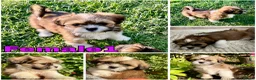 Lhasa Apso dogs for sale: Lhasa apso puppies  - Advert 6