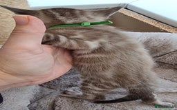 Bengal cats for sale: TICA Registered Bengal Kittens–Ready End Nov 25 - Image 9