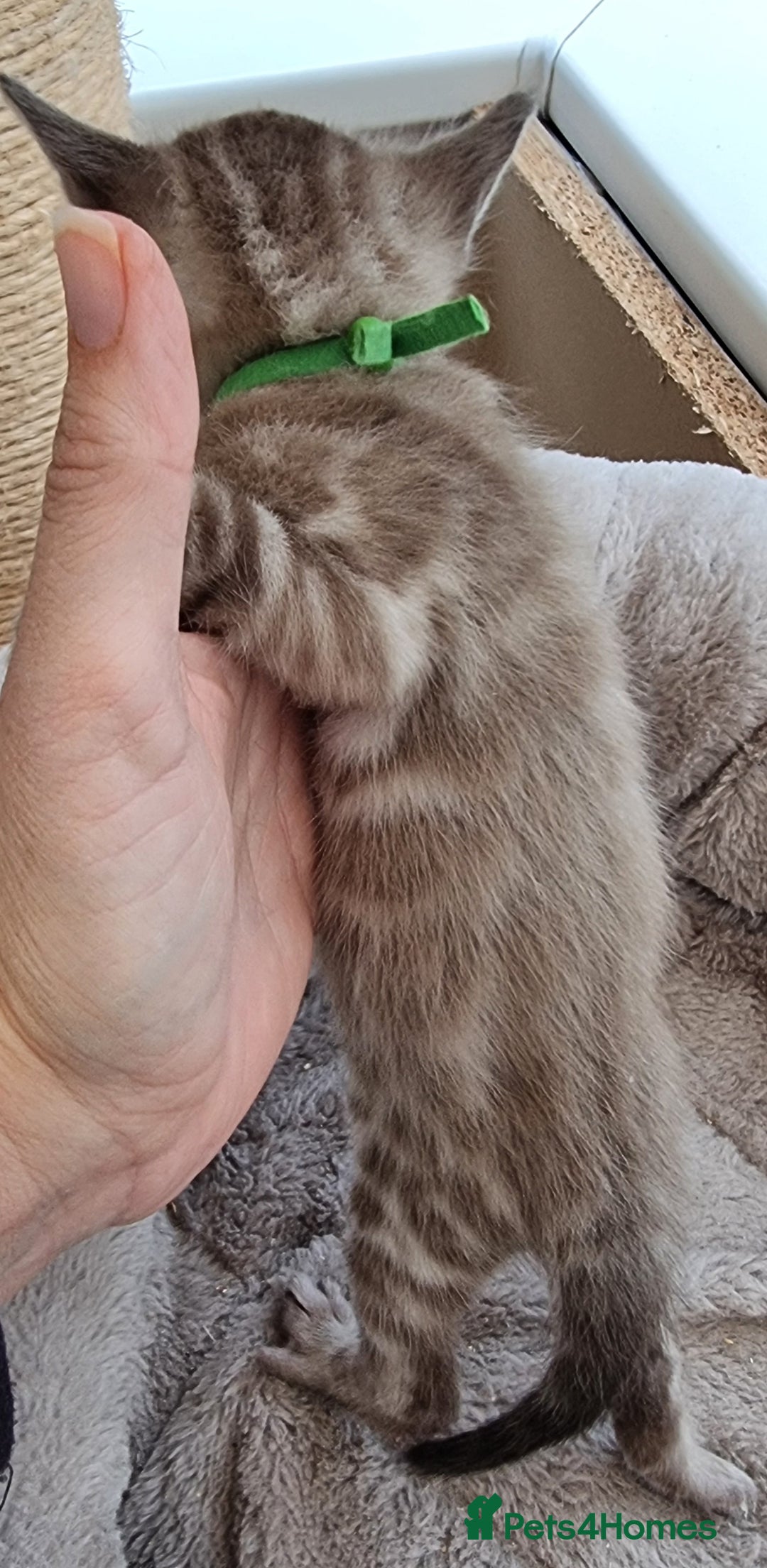 Bengal cats for sale: TICA Registered Bengal Kittens–Ready End Nov 25 - Image 9
