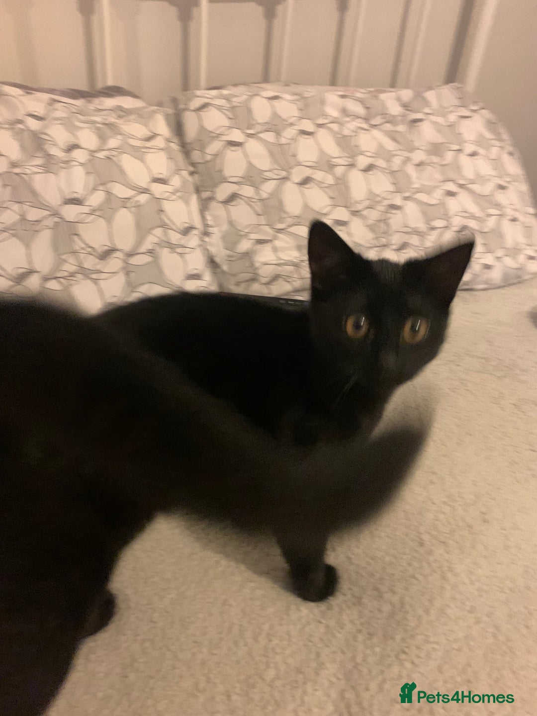 Domestic Shorthair cats for sale: 4 month old Black female kitten  - Advert 2