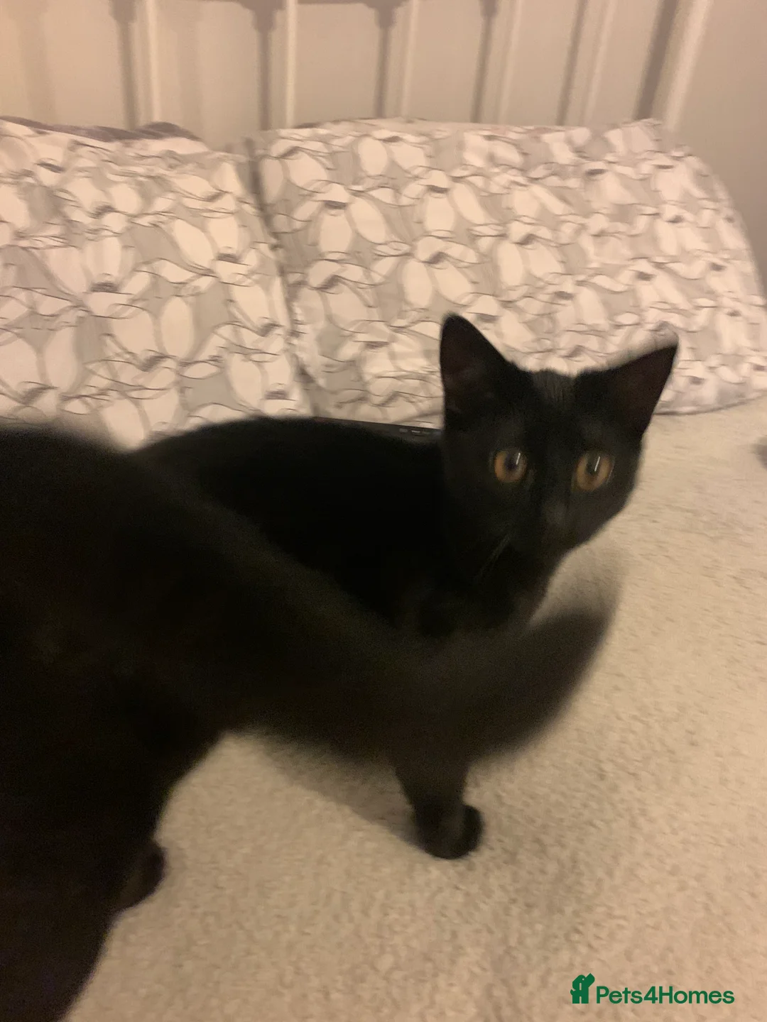 Domestic Shorthair cats for sale: 4 month old Black female kitten  - Advert 3