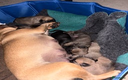 Puggle dogs for sale: Puggle Puppies – Basildon – Ready 12th Dec! - Image 2