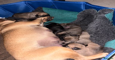 Puggle dogs - Advert 16