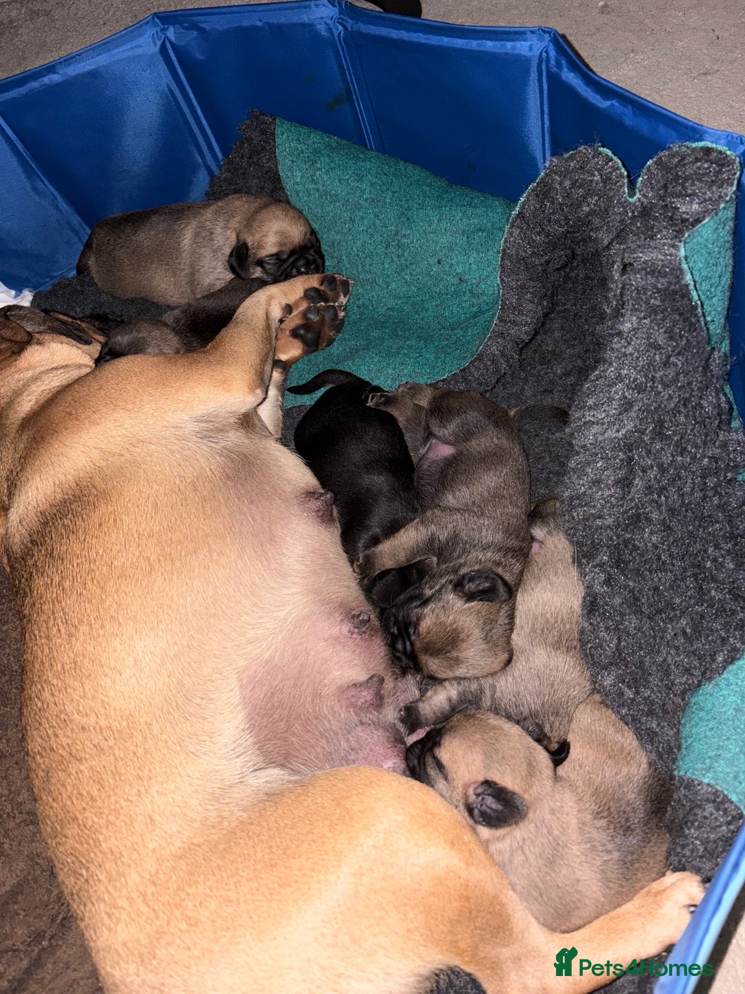 Puggle dogs for sale: Puggle Puppies – Basildon – Ready 12th Dec! - Image 2