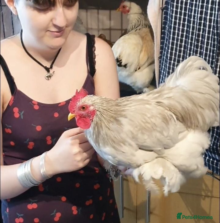 Chickens poultry Pet pekin bantams cross - Advert 2