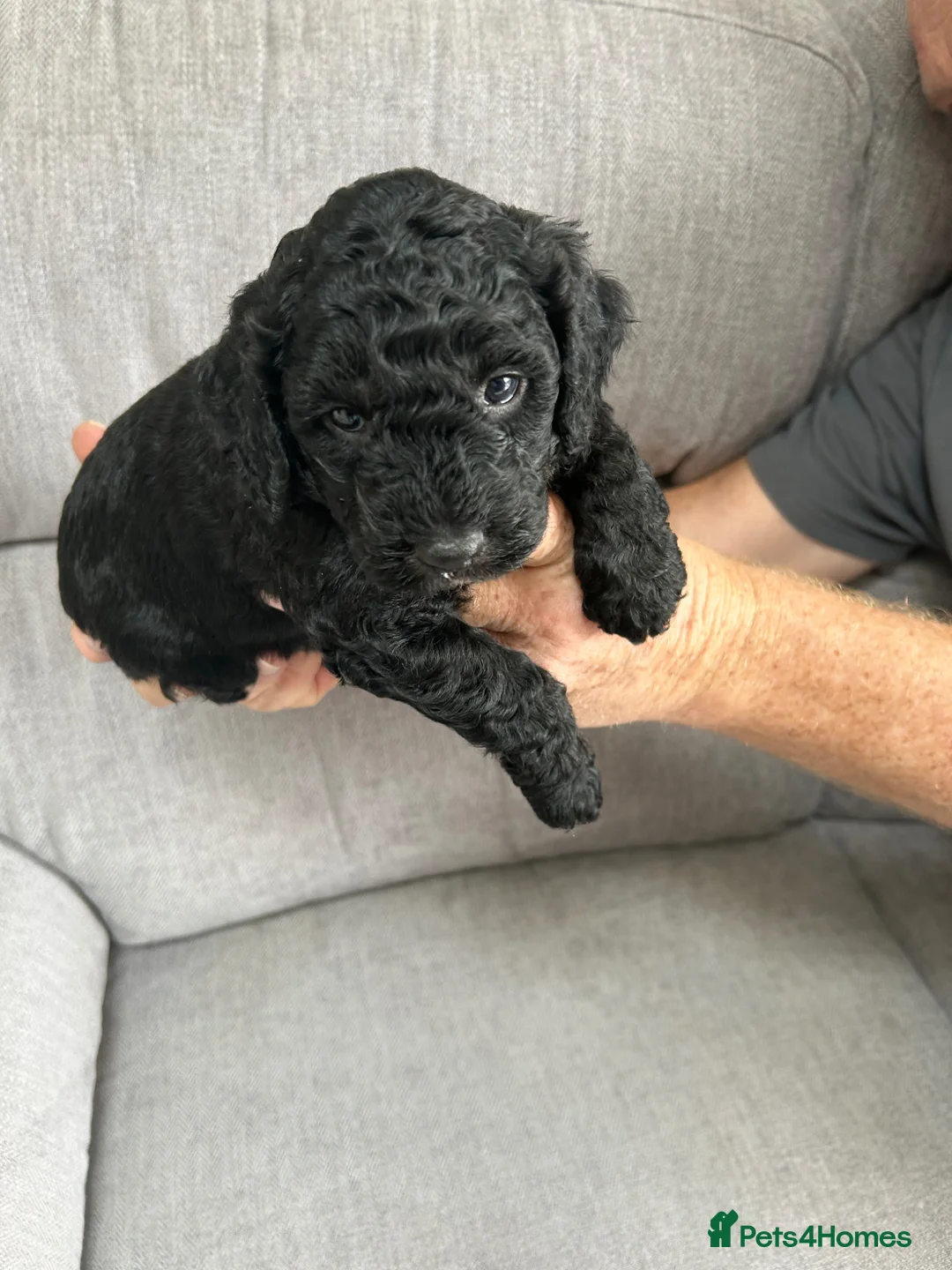 Sproodle dogs for sale: Quality f2b sproodles in Preston - Advert 13