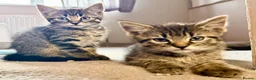 Mixed Breed cats for sale: Gorgeous kittens, 1 grey girl, 2 tabby boys - Advert 11