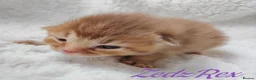 Mixed Breed cats for sale: Beautiful Devon Rex x Abyssinian kittens  - Advert 3