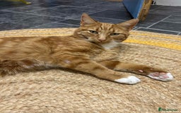 European cats for adoption: Blaze is looking for the perfect forever home!  - Image 1